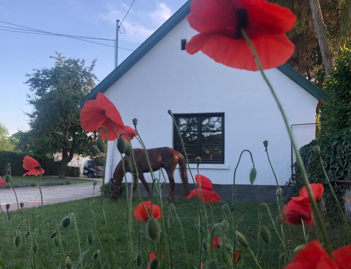 Lovas Udvarhaz Ezuest Zabla Apartament
